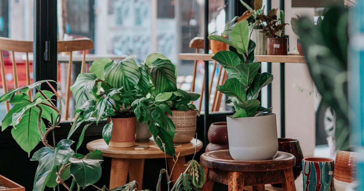 Ovih 5 biljaka nikada ne sadite u saksije: Stručnjaci upozoravaju na grešku koju mnogi prave