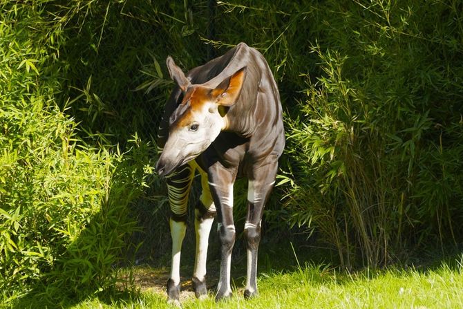 Okapi