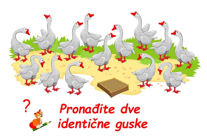 Optička iluzija test mozgalica guske Optička iluzija test mozgalica guske