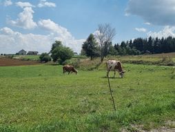 Zlatar, sir, zlatarski sir