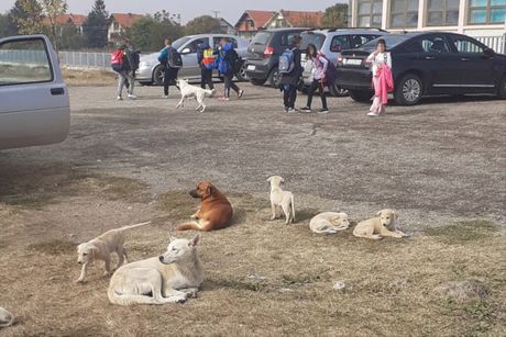 Psi, Bratmilovac, Leskovac