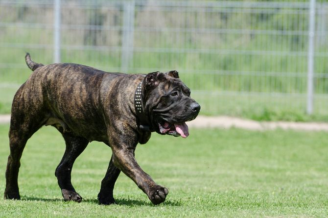 Dogo canario, dogo kanario