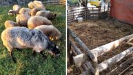 Psa zadavili manilom, a onda pokrali sjagnjene ovce: Horor u Šapcu, domaćin Rade ispričao detalje