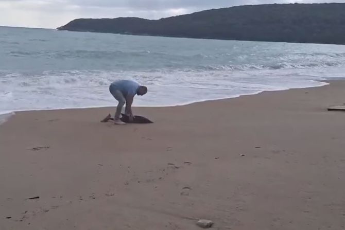 Delfin mladunče plaža Jaz Crna Gora