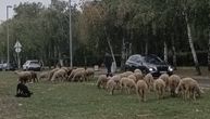 Neverovatna scena iz Zemuna: Automobili prolaze tik pored stada ovaca