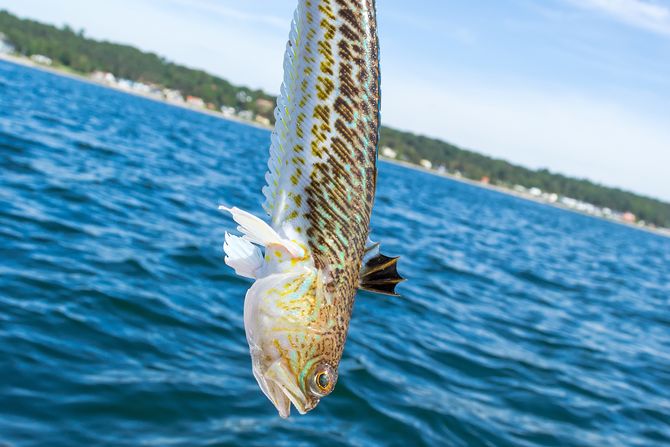 Morski pauk, riba pauk Morski pauk, riba pauk