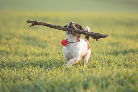 Pas igranje sa štapom