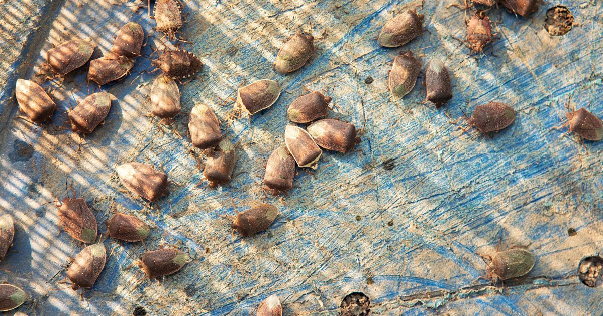 Smrdibube su već u stanovima, ali postoji način da ih zaustavite bez hemije: Provereno najefektnije