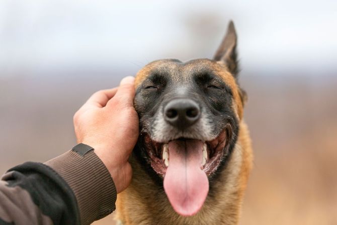 Rase koje veterinari ne preporučuju