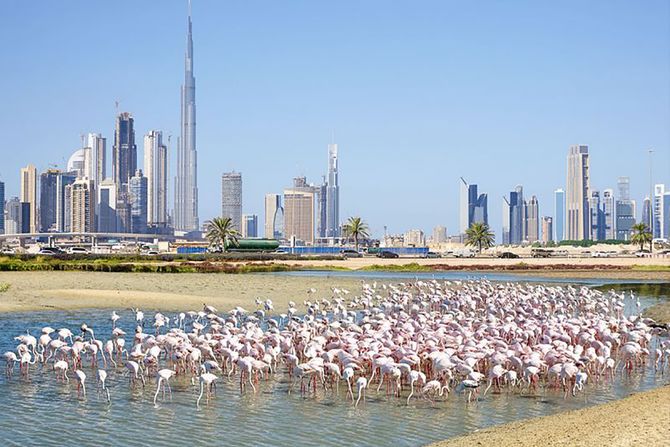 Dubai, Wellness & wellbeing Dubai, Wellness & wellbeing