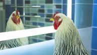 Petlovi prepoznaju sebe u ogledalu: Eksperimenti otkrili nešto neverovatno o ovim životinjama