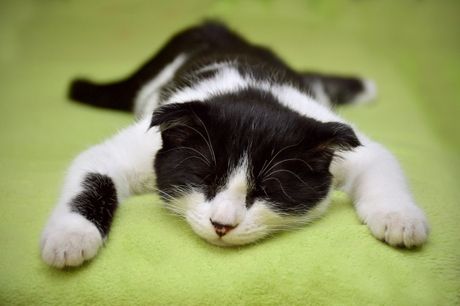 Mačka i položaj za spavanje