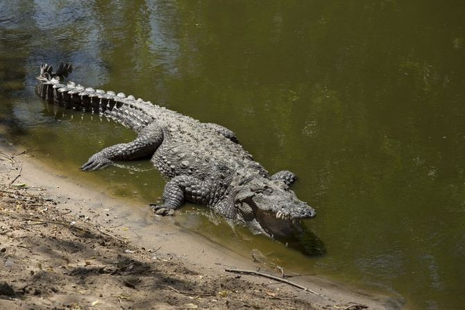 Krokodil Krokodil