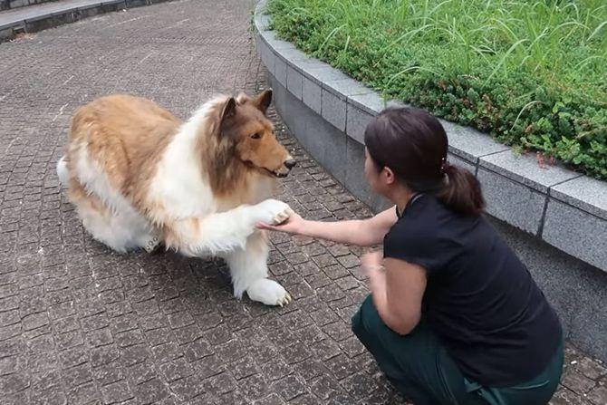 Pas kostim Japan Pas kostim Japan