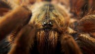 Tarantula izašla na autoput i napravila rusvaj: Motociklista završio u bolnici s ozbiljnim povredama