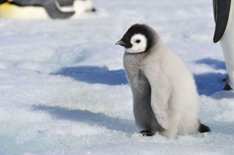 Carski pingvin (mladunče)