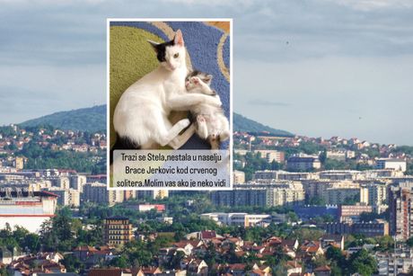 Nestala mačka Stela Beograd