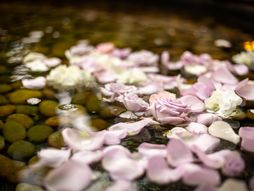 horoskop, zodijak, astrologija, ruže