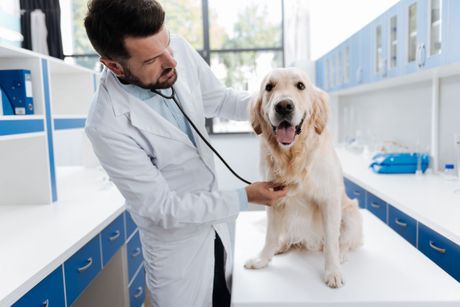 Preventivne kontrole kod veterinara