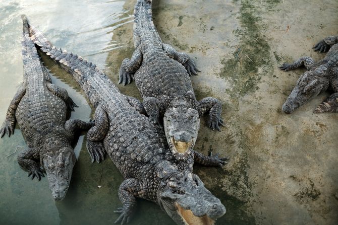Aligatori everglejds Florida Aligatori everglejds Florida
