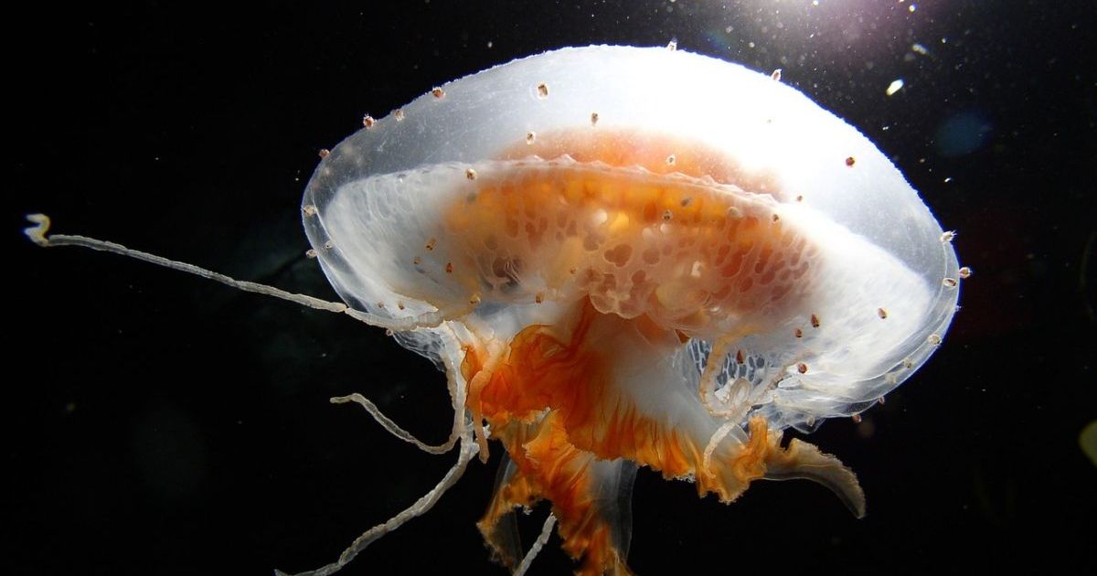 Kako lečiti opekotine od meduze? U jednom slučaju se obavezno javite lekaru - Ona.rs