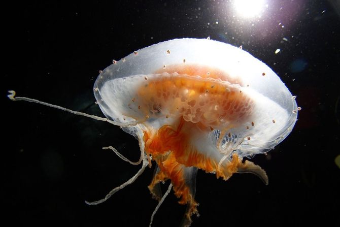 Meduza Meduza