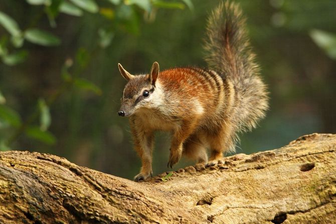 Numbat, prugasti mravojed