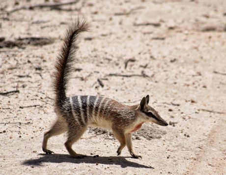 Numbat, prugasti mravojed Numbat, prugasti mravojed