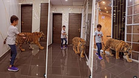 Dečak vodi tigra