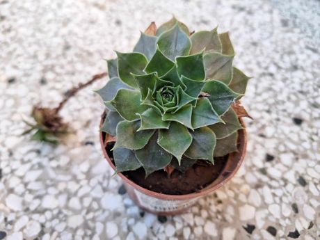 Doktor Vukadinović, čuvarkuća