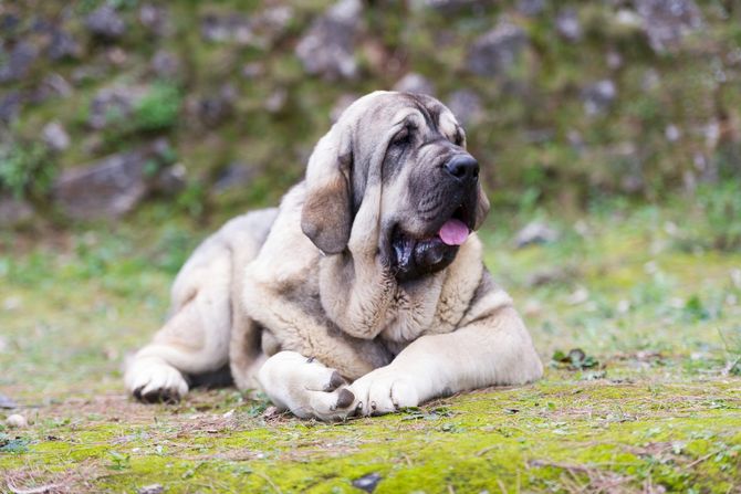 Španski mastif, Spanish mastiff