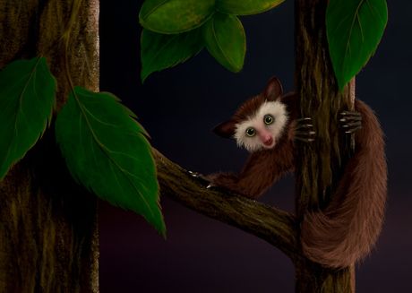 Severnoamerički primat