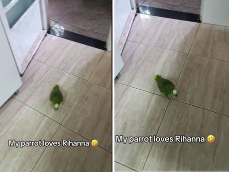 Papagaj peva Rijaninu pesmu