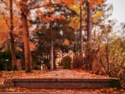 horoskop, zodijak, astrologija, jesen, lišće, park, stepenice