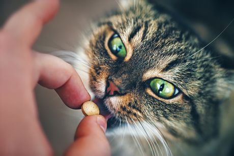 Mačka i pilule