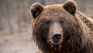 Propustio medveda da pređe put, a njegova reakcija je oduševila internet: "Baš je pristojan"