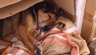 Zavirili smo u "hotel za pse" i zatekli nju: Spavala je u dubokom snu, zahvalna komšijama iz Bloka 63!