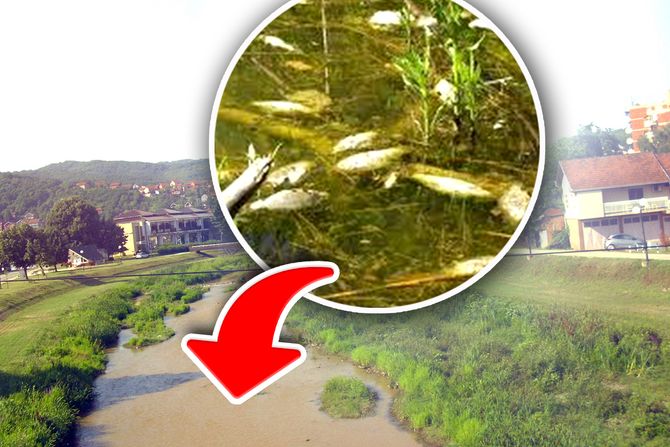 Pomor ribe u reci Jablanici Pomor ribe u reci Jablanici