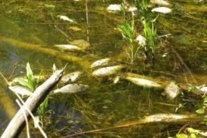 Jablanica, pomor ribe