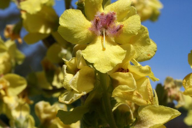 Verbascum blattaria Verbascum blattaria