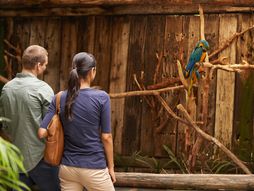 par, partneri, dečko, devojka