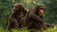 Šimpanze mogu da prepoznaju kolege posle više decenija – naročito ako su bile u dobrom odnosu