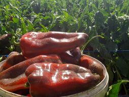 slonova noga, paprika, dobrica vesić