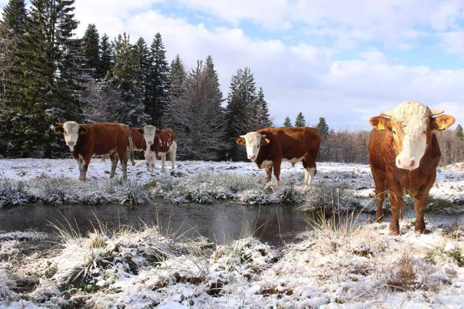 Sneg, Zlatibor, zlatar