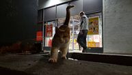 Lenji mačak dežura ispred supermarketa u Žarkovu: Za njegovu sreću potrebno je malo