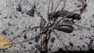 Na kontinentu straha otkriveno 48 novih vrsta paukova: Ne pletu mreže, već noću jure plen po zemlji
