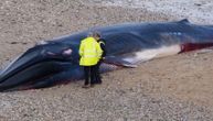 Misterija u Britaniji: Kit dugačak 16 metara se nasukao na obalu, svi postavljaju isto pitanje