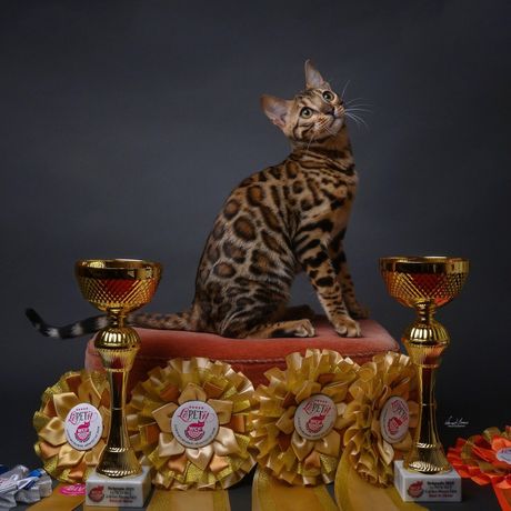 Mrnjau Fest 2023: Najlepše mačke sa festivala