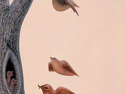Optička iluzija, Porodica ptica