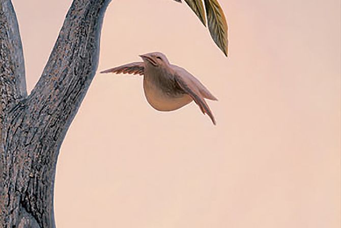 Optička iluzija, Porodica ptica Optička iluzija, Porodica ptica